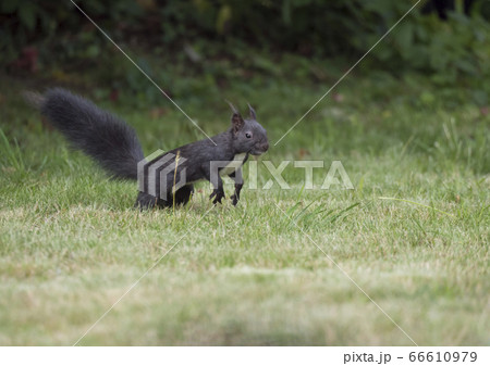 Close up Black squirrel, Sciurus vulgaris stands in grass field looking around with tail up, selective focus, copy space 66610979