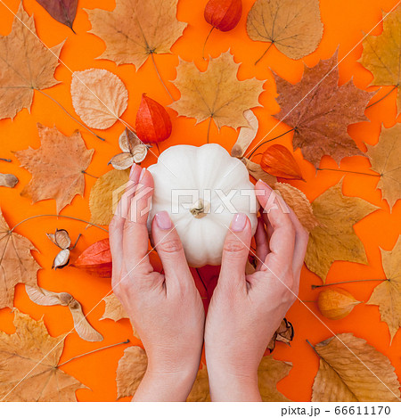 Autumn flat lay composition with white pumpkin 66611170