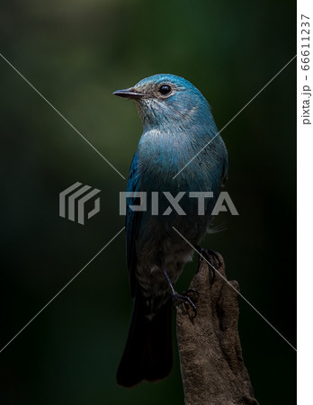 Photographing birds in artistic nature Photographing birds in artistic nature 66611237