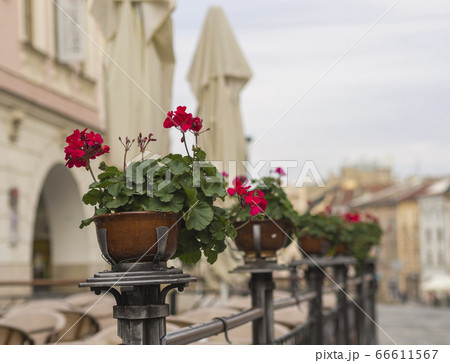 red geranium flower pots on restaurant garden fencing on old city street 66611567