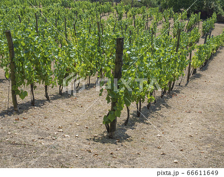 close up grapevine on vineyard in Benatky nad Jizerou, Czech republic 66611649