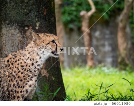 草原のチーター 草原のチーター 66611980