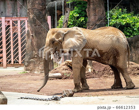 長い鼻を器用に使って食事するアフリカゾウ 全身の写真素材