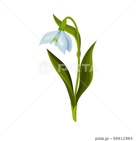 Galanthus or Snowdrop with Linear Leaves and Single Drooping Bell Shaped Flower Vector Illustration 66612964