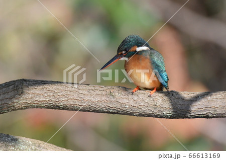 メスのカワセミ（根川緑道･立川公園／東京都立川市） 66613169
