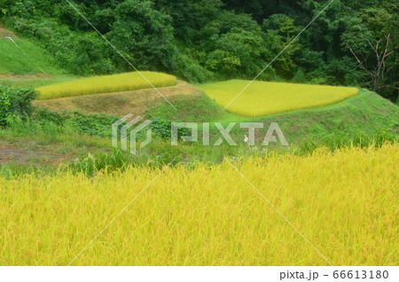 岩首昇竜棚田（新潟県佐渡市岩首地区） 66613180