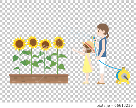 ヒマワリに水をやる親子のイラスト ヒマワリに水をやる親子のイラスト 66613239