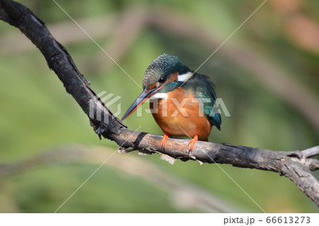 獲物を狙うメスのカワセミ(根川緑道・立川公園/東京都立川市) 獲物を狙うメスのカワセミ(根川緑道・立川公園/東京都立川市) 66613273