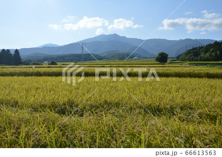 黄金色の田んぼ（佐渡島･国仲平野／新潟県） 66613563