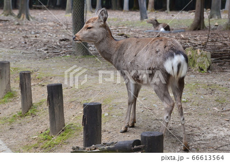 奈良のシカ(奈良公園/奈良県奈良市) 奈良のシカ(奈良公園/奈良県奈良市) 66613564