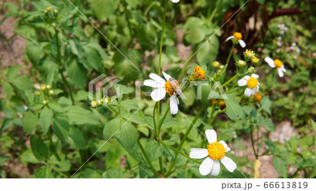 Black background with some plant pattern in white color Black background with some plant pattern in white color 66613819