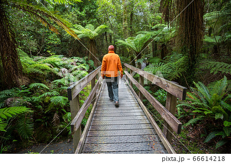 New Zealand forest New Zealand forest 66614218