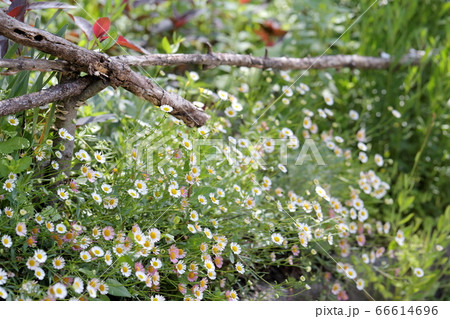 お庭に咲くかわいい源平小菊(ゲンペイコギク、エリゲロン) お庭に咲くかわいい源平小菊(ゲンペイコギク、エリゲロン) 66614696