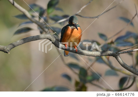 メスのカワセミ（根川緑道･立川公園／東京都立川市） 66614776