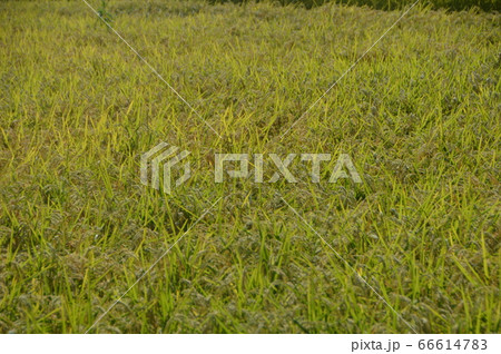 瑞穂の国(佐渡島/新潟県) 瑞穂の国(佐渡島/新潟県) 66614783