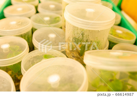 Growing blueberry plants in sterile conditions by Growing blueberry plants in sterile conditions by 66614987