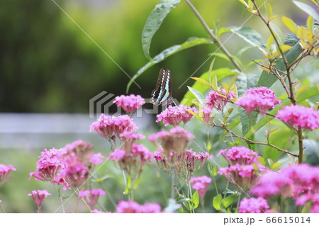 ムシトリナデシコの蜜を吸うアオスジアゲハ ムシトリナデシコの蜜を吸うアオスジアゲハ 66615014