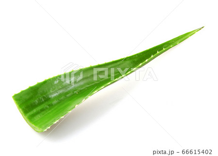 Aloe vera plant isolated on white background. Aloe 66615402