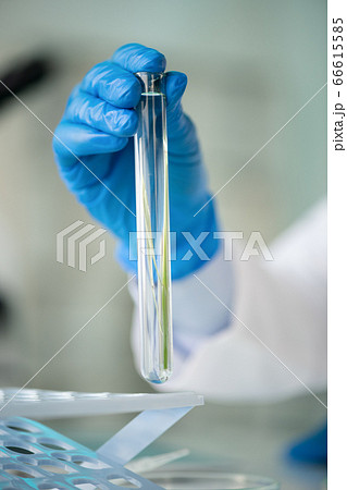 Blade of grass in test tube 66615585