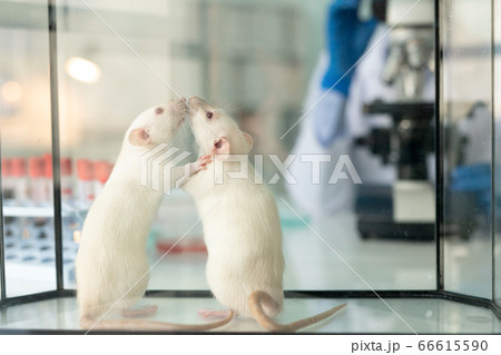 Lab rats in glassy box Lab rats in glassy box 66615590