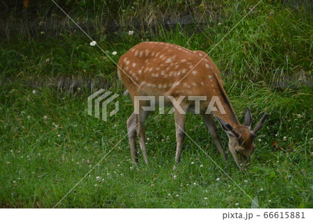 草を食べるエゾシカ(知床半島/北海道斜里郡斜里町) 草を食べるエゾシカ(知床半島/北海道斜里郡斜里町) 66615881