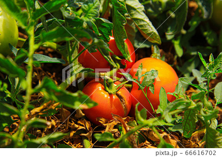 Red tomatoes with green leaves in the plantation 66616702