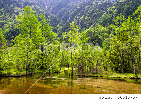 緑の上高地（田代池） 66616707