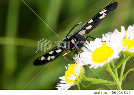 Black white butterfly (Amata nigricornis) on a 66616819