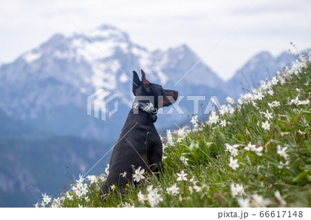 young black doberman breed dog hiking in mountains young black doberman breed dog hiking in mountains 66617148