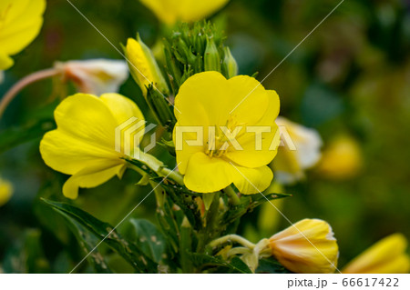 オマツヨイグサの花 接写 66617422