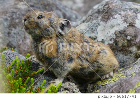 ナキウサギ ナキウサギ 66617741