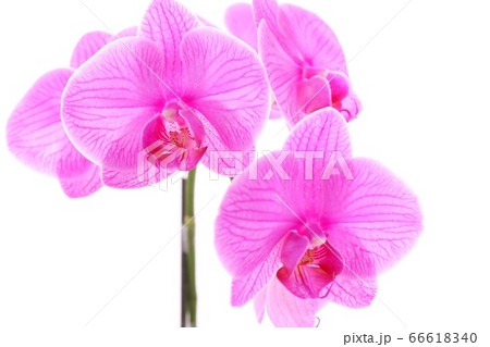ミディタイプの胡蝶蘭 ピンク色の花 白背景 ミディタイプの胡蝶蘭 ピンク色の花 白背景 66618340