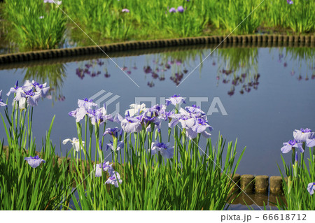 菖蒲咲くころの北山公園　水面と青いショウブの花 66618712