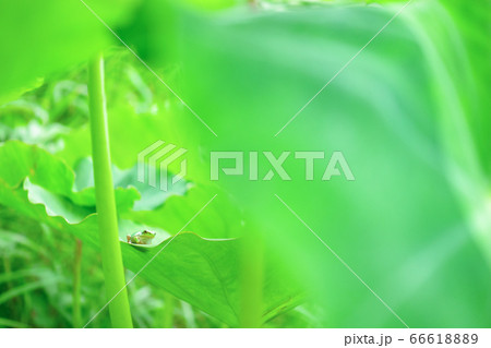 大きな葉っぱに乗る雨蛙 66618889