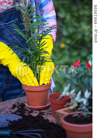 planting flowers in the garden planting flowers in the garden 66619098