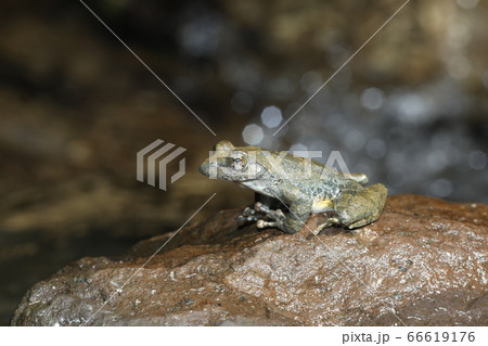 カジカガエル カジカガエル 66619176
