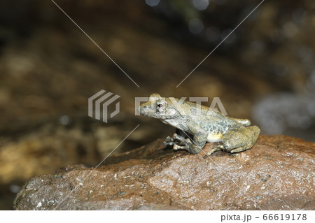 カジカガエル カジカガエル 66619178