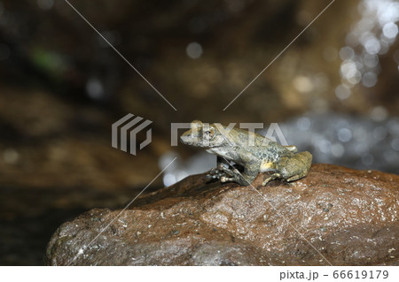 カジカガエル カジカガエル 66619179