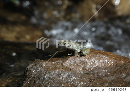 カジカガエル 66619243