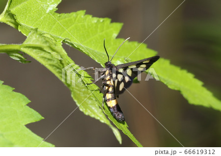 カノコガ 66619312