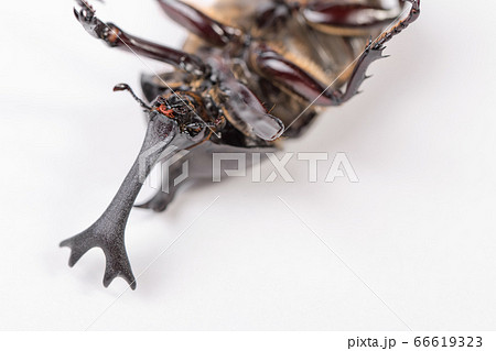 【カブトムシのオス】 【カブトムシのオス】 66619323