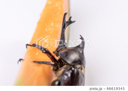 カブトムシのオス の写真素材