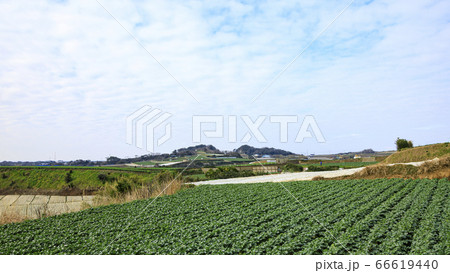 爽やかな三浦市松和の畑(青首大根・キャベツ) 爽やかな三浦市松和の畑(青首大根・キャベツ) 66619440