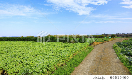 爽やかな三浦市松和の畑(青首大根・キャベツ) 爽やかな三浦市松和の畑(青首大根・キャベツ) 66619460