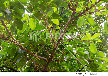 金磯のアコウ 66619528