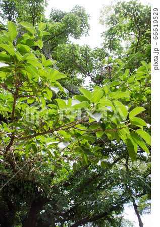 金磯のアコウ 66619529