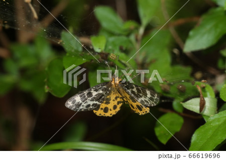 キシタエダシャク 66619696