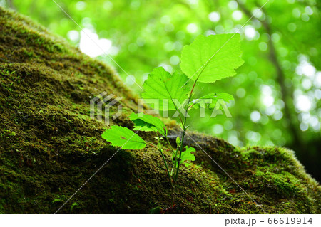 若木の力 若木の力 66619914