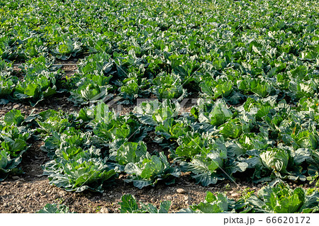 landscape of green cabbage farm 66620172