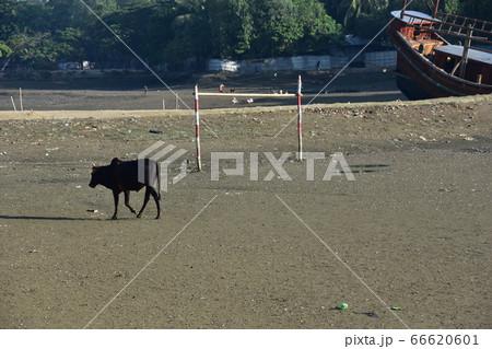 バングラデシュのコックスバザール 海岸沿いのイスラム教徒の村 砂浜を歩く牛と停留中の漁船 バングラデシュのコックスバザール 海岸沿いのイスラム教徒の村 砂浜を歩く牛と停留中の漁船 66620601